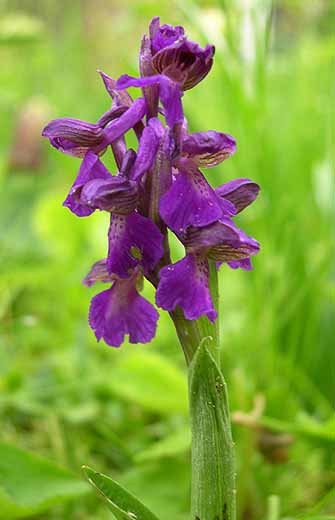 Orchis morio